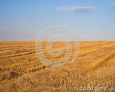 The field after wheat harvesting under a blue sky Stock Photo