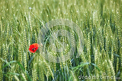 Field of wheat with a lone poppy Stock Photo