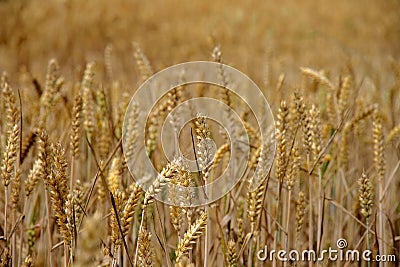 Field of wheat ready for harvest Stock Photo