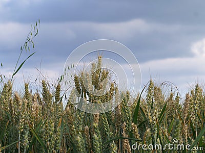 Field of wheat ripens against sky background Stock Photo