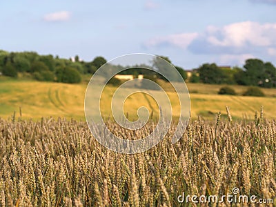 Field of wheat ripens against sky background Stock Photo