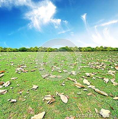 Field of wheat and sunny day Stock Photo