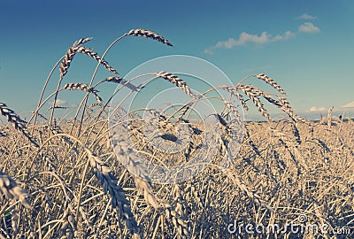 Field of wheat under azure sky, Stock Photo