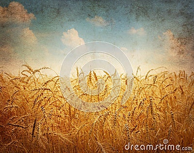 Field of wheat Stock Photo