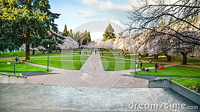 The Field Where The Cherry Blossom Is At University Of Washington Editorial Stock Photo