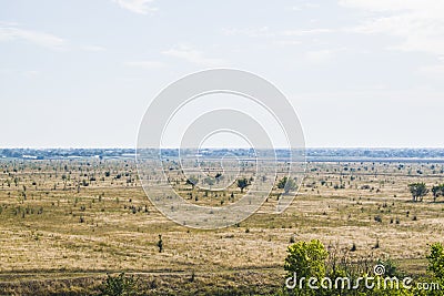 A field in which nothing grows except trees Stock Photo