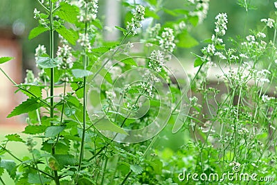 Field white flower mint Mentha Canadensis are blooming with fresh green. Selective focus Stock Photo