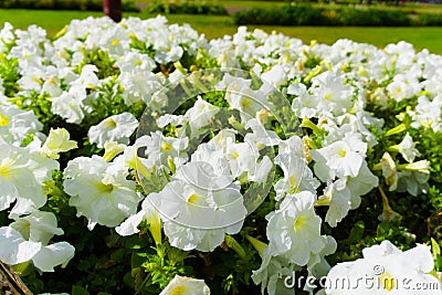 Field of white flowers blooming in the summer sun Stock Photo