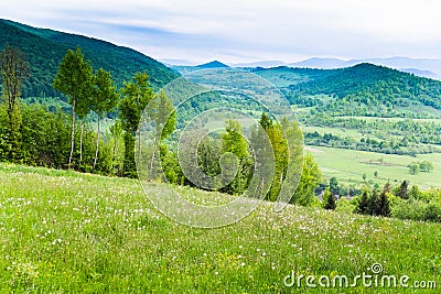 Field of white flowers and blue mountains Stock Photo