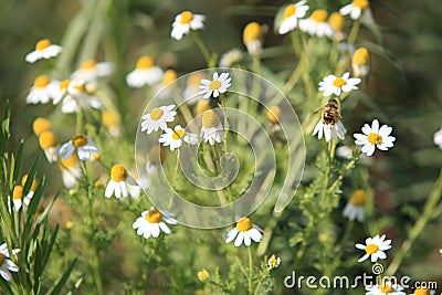 Field white medicinal chamomile in nature grows Stock Photo