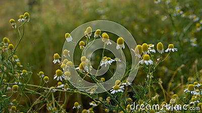 Field of white petals Marguerite daisy in fallen season, green leaves on background Stock Photo