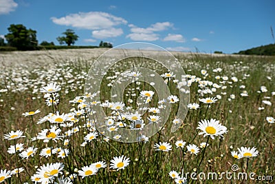 Field of wild chamomile daisies in the Chess River Valley between Chorleywood and Sarratt, Hertfordshire, UK. Stock Photo