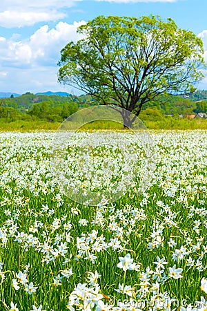 A field of wild daffodils. Narcissus Valley in Ukrainian Carpathians. Spring in the mountains. toned, sunshine, vertical Stock Photo