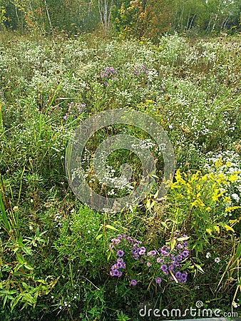 Field of Wild Flowers Stock Photo