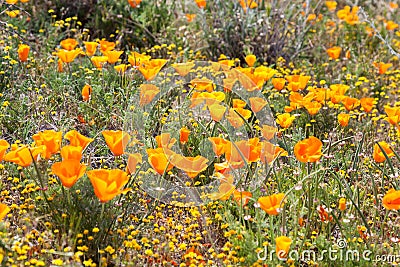 Field of Wild Orange Poppies Stock Photo