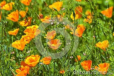 Close up of wild orange poppies Stock Photo