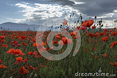 Field of wild poppy flowers on sunset on contre joure. Stock Photo