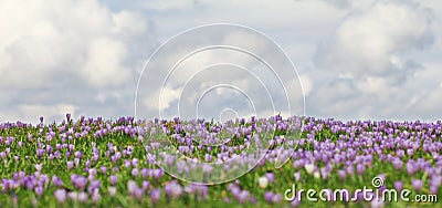 Field of wild purple crocuses with clouds in background Stock Photo