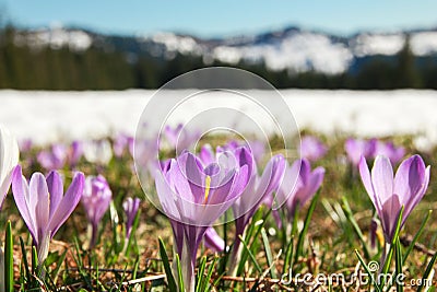 Field of wild purple crocuses. Snow covered mountains in background. Stock Photo