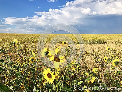 Field of wild sunflowers against a cloudy blue sky Stock Photo