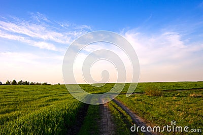 Field with winter crops. Spring. Stock Photo