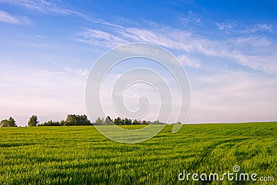 Field with winter crops. Spring.. Stock Photo