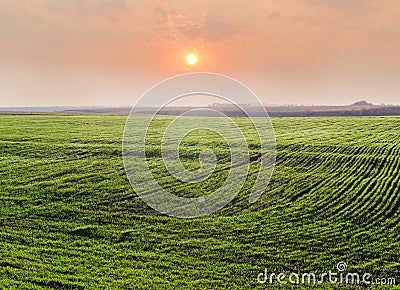 Field of winter wheat against of sunrise at early spring Stock Photo