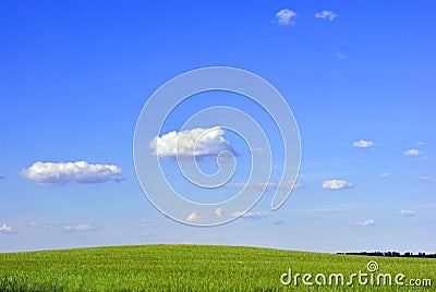 Field of winter wheat in spring along trees, sunny sky and clouds Stock Photo