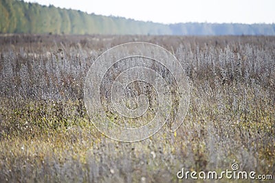 Field with withered grass. Faded autumn vegetation Stock Photo