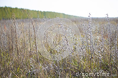 Field with withered grass. Stock Photo
