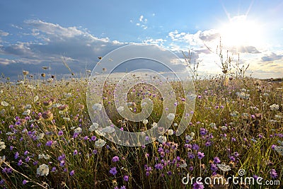 Field of wonderful flowers Stock Photo