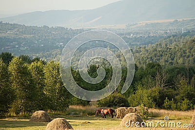 At field work in Breb village, MaramureÈ™ County, Romania. Stock Photo