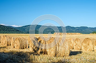 Field work. Landscape of a mountain and a field with cut wheat. Dried hay on rolls in the field. Straw in straw stubble. Large Stock Photo