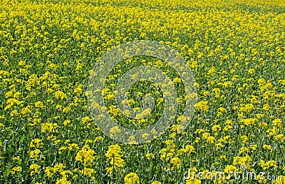 Field of yellow Brassica napus. Czech landscape Stock Photo