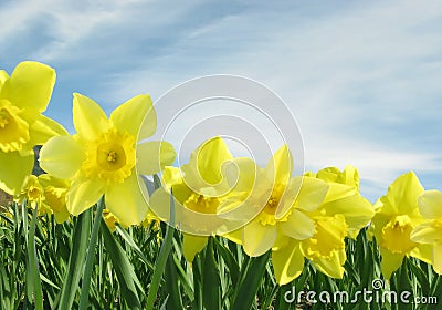 Field of Yellow Daffodils Stock Photo