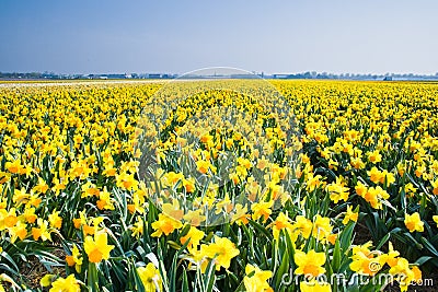 Field with yellow daffodils in april Stock Photo