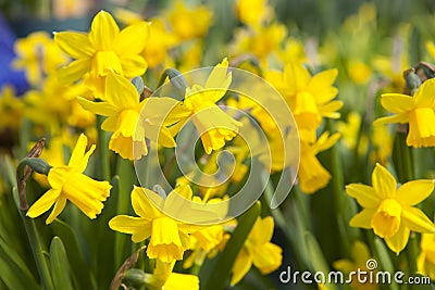 Field of yellow daffodils - narcissus flowers Stock Photo