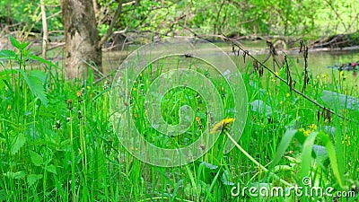 A field of yellow dandelions that sway in the wind. Close up Stock Photo