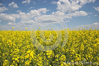 Field of yellow flowering oilseed on a cloudy blue sky in springtime Brassica napus, Blooming canola, bright Stock Photo