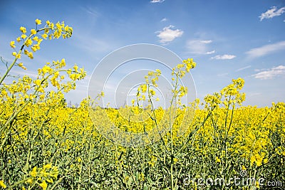 Field of yellow flowering oilseed on a cloudy blue sky in springtime (Brassica napus), Blooming canola Stock Photo