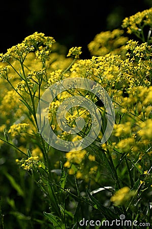 A field of yellow flowers Stock Photo