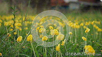 field of yellow flowers in my garden Stock Photo