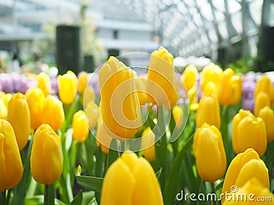 Field of yellow and purple tulips. Stock Photo