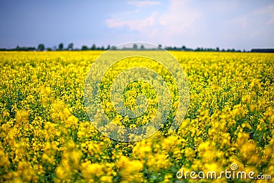 A field of yellow rapeseed flowers Stock Photo