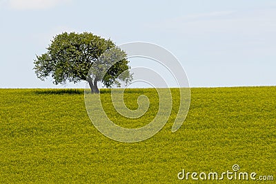 Field of yellow rapeseed flowers and single tree Stock Photo