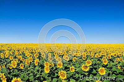 Field of yellow sunflowers against the blue sky Stock Photo