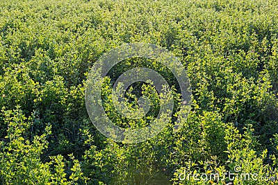 Field of young alfalfa grown after the previous mowing, backlit Stock Photo