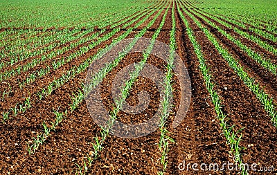 Field of young corn plants. Stock Photo