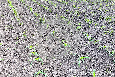 Field of young. Shoots of corn on the field. Fodder corn for silage Stock Photo