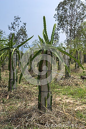 Field of young dragon fruit plants lead on concrete poles. Stock Photo
